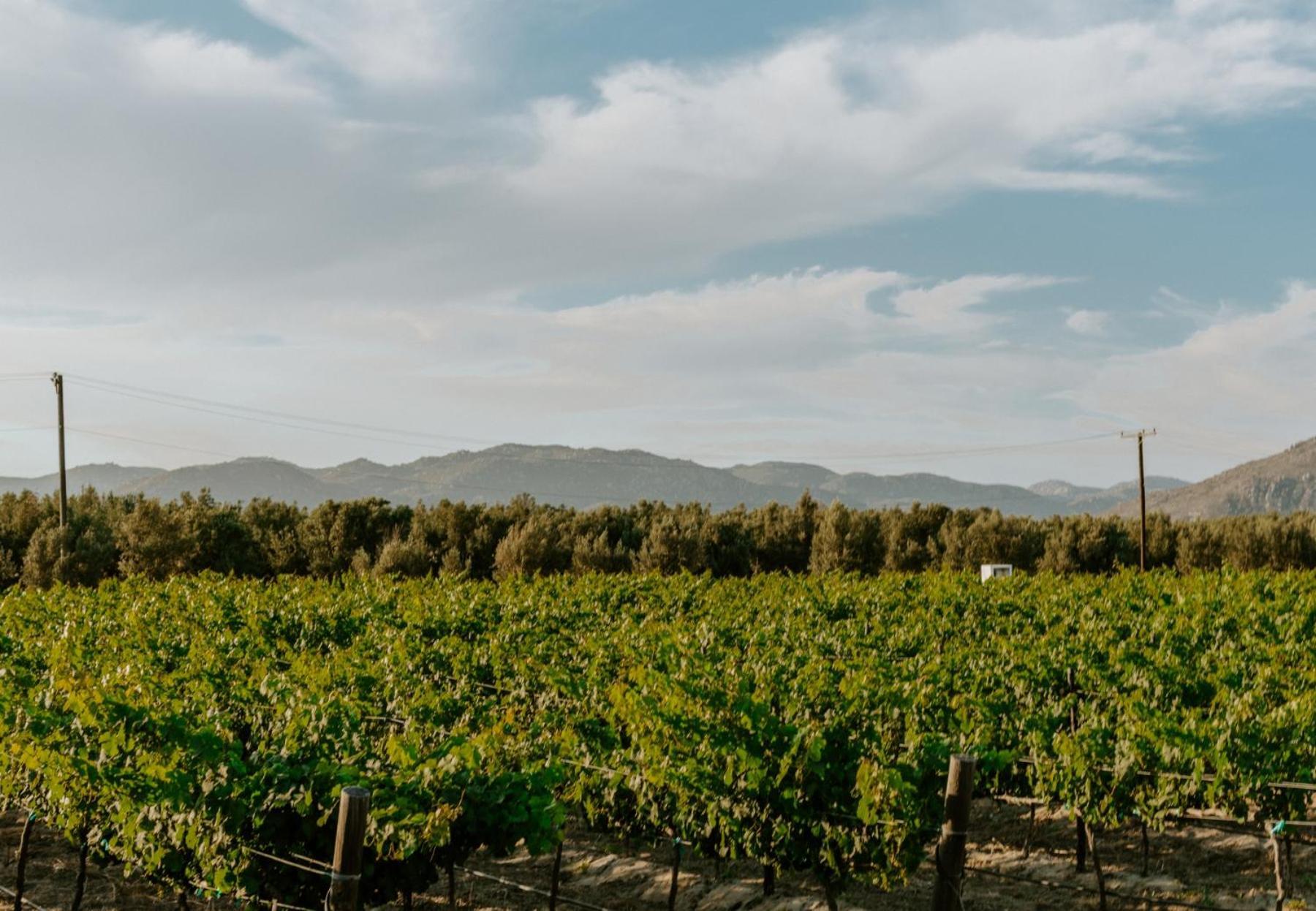 Campera Valle De Guadalupe Ensenada Bagian luar foto